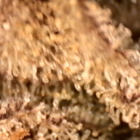 Gorilla Sherbet  growlog timeline photo