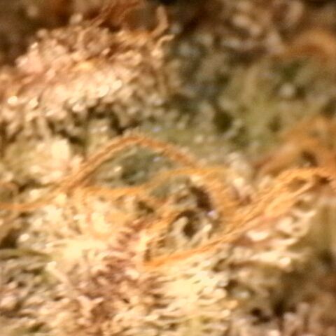 Gorilla Sherbet  growlog timeline photo