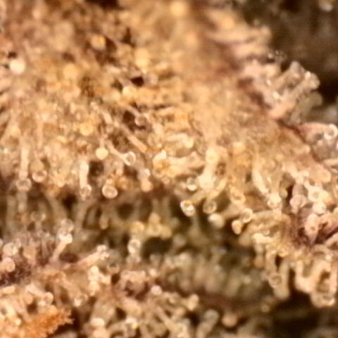 Gorilla Sherbet  growlog timeline photo