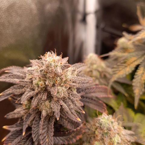 Gorilla Sherbet  growlog timeline photo