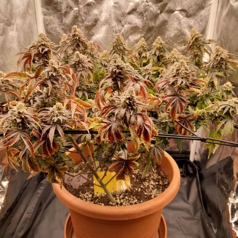 Gorilla Sherbet  growlog timeline photo