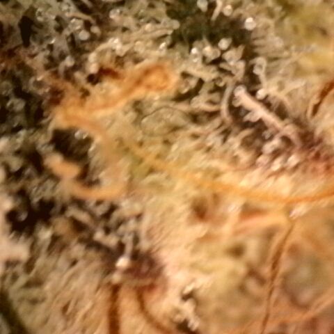 Gorilla Sherbet  growlog timeline photo