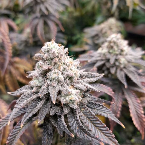 Gorilla Sherbet  growlog timeline photo