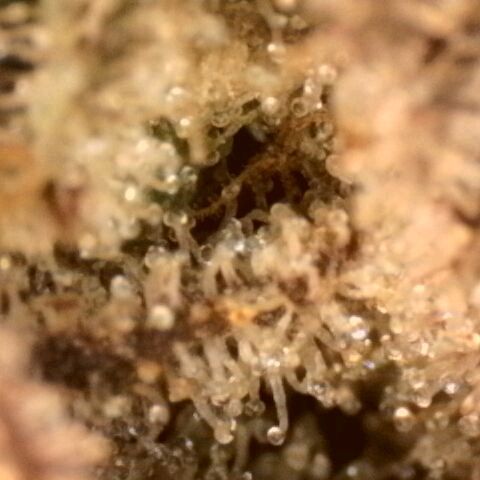 Gorilla Sherbet  growlog timeline photo