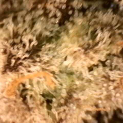 Gorilla Sherbet  growlog timeline photo