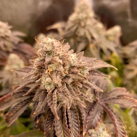 Gorilla Sherbet  growlog timeline photo