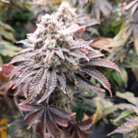 Gorilla Sherbet  growlog timeline photo
