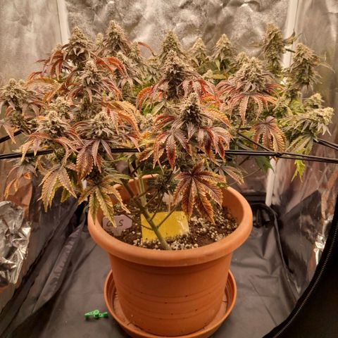 Gorilla Sherbet  growlog timeline photo