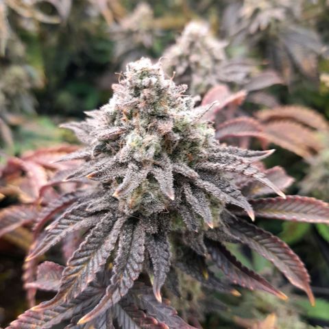 Gorilla Sherbet  growlog timeline photo