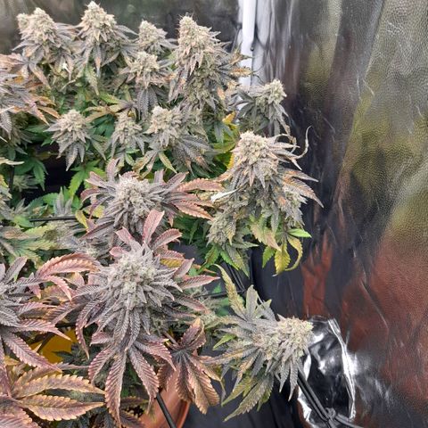 Gorilla Sherbet  growlog timeline photo