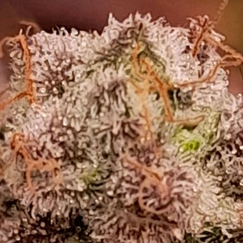 Gorilla Sherbet  growlog timeline photo