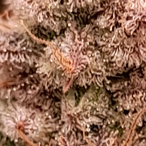 Gorilla Sherbet  growlog timeline photo