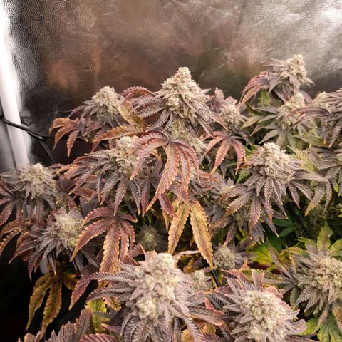 Gorilla Sherbet  growlog timeline photo
