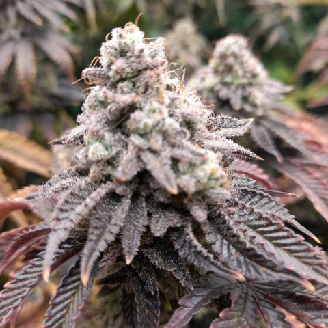 Gorilla Sherbet  growlog timeline photo