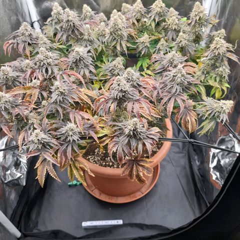 Gorilla Sherbet  growlog timeline photo