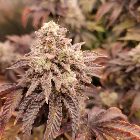 Gorilla Sherbet  growlog timeline photo