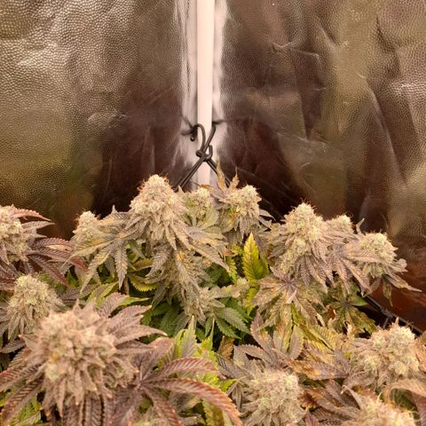 Gorilla Sherbet  growlog timeline photo