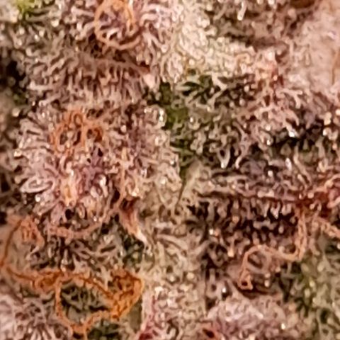 Gorilla Sherbet  growlog timeline photo