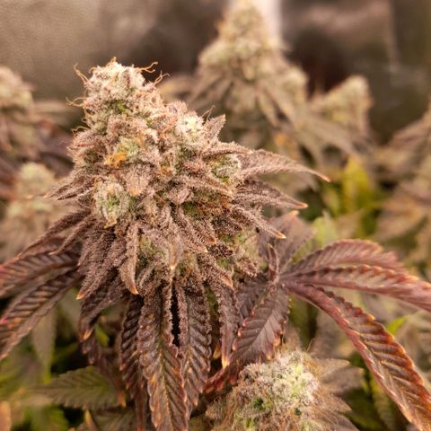 Gorilla Sherbet  growlog timeline photo