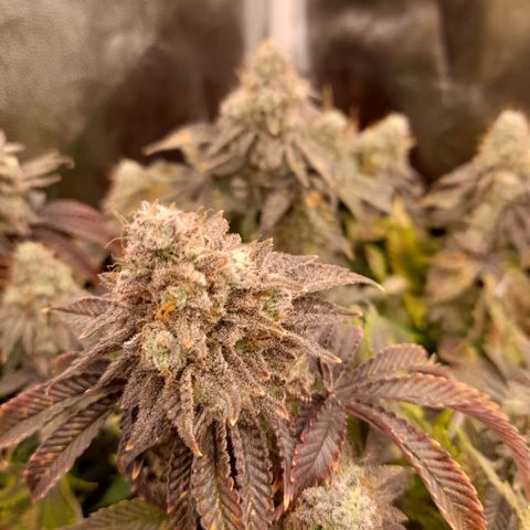 Gorilla Sherbet  growlog timeline photo