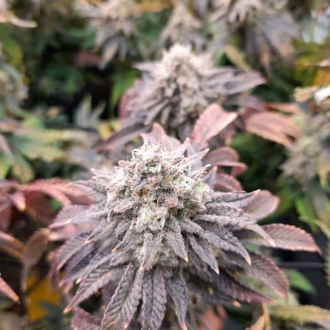 Gorilla Sherbet  growlog timeline photo