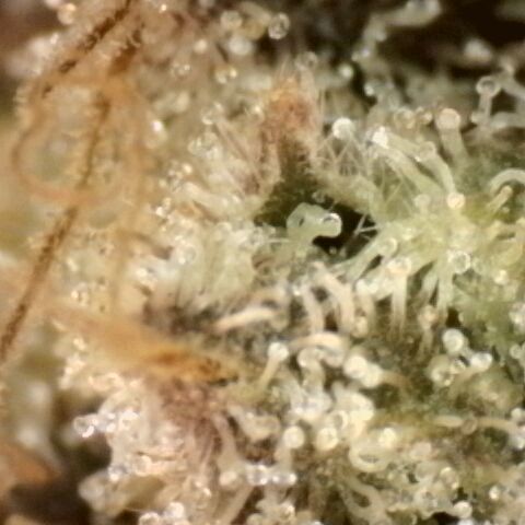 Gorilla Sherbet  growlog timeline photo