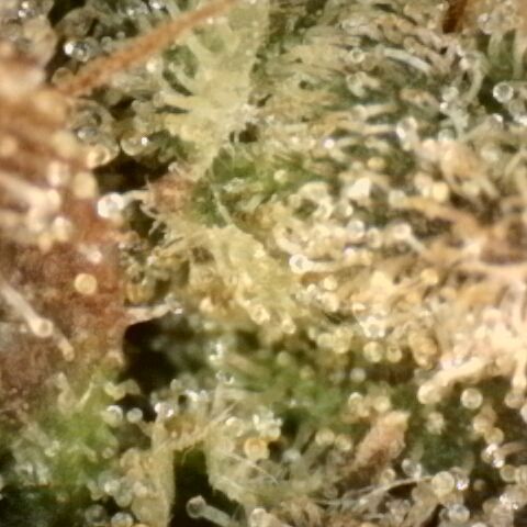 Gorilla Sherbet  growlog timeline photo