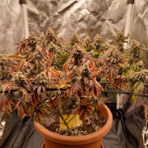 Gorilla Sherbet  growlog timeline photo