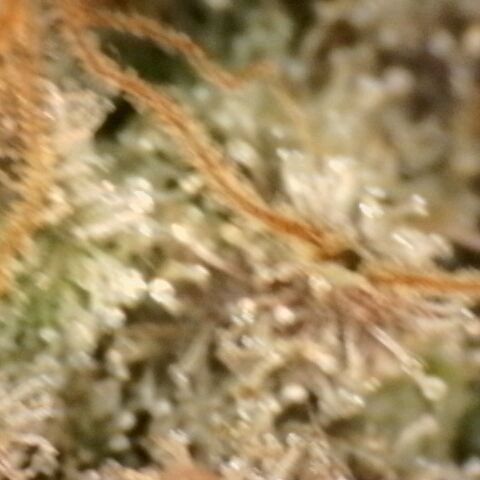 Gorilla Sherbet  growlog timeline photo