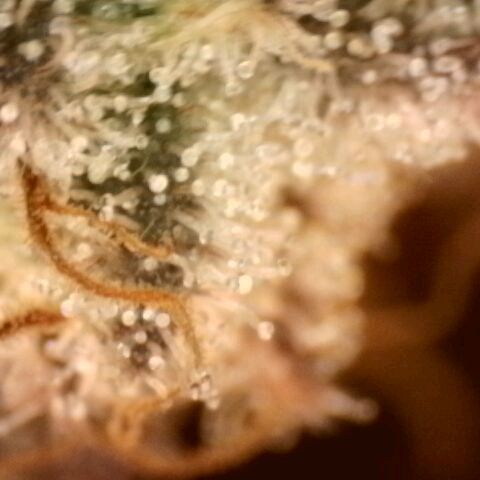 Gorilla Sherbet  growlog timeline photo