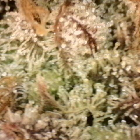 Gorilla Sherbet  growlog timeline photo