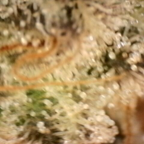 Gorilla Sherbet  growlog timeline photo