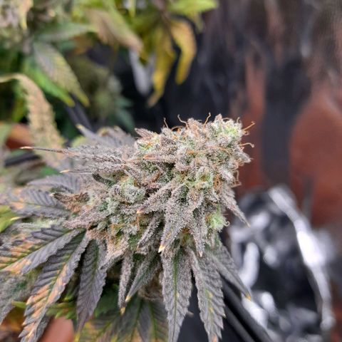 Gorilla Sherbet  growlog timeline photo