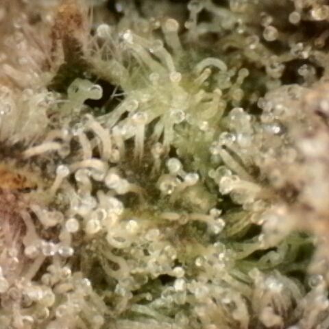 Gorilla Sherbet  growlog timeline photo