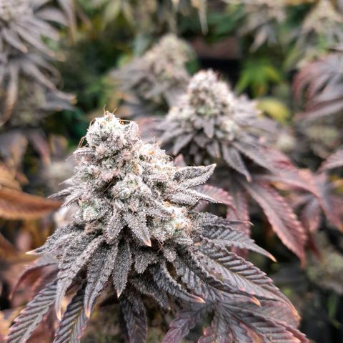 Gorilla Sherbet  growlog timeline photo