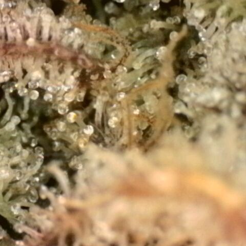 Gorilla Sherbet  growlog timeline photo