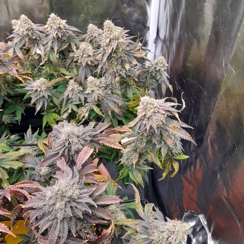 Gorilla Sherbet  growlog timeline photo