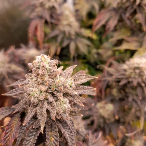 Gorilla Sherbet  growlog timeline photo