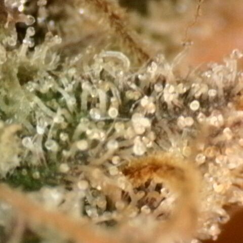 Gorilla Sherbet  growlog timeline photo