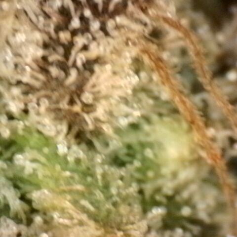 Gorilla Sherbet  growlog timeline photo