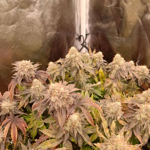 Gorilla Sherbet  growlog timeline photo