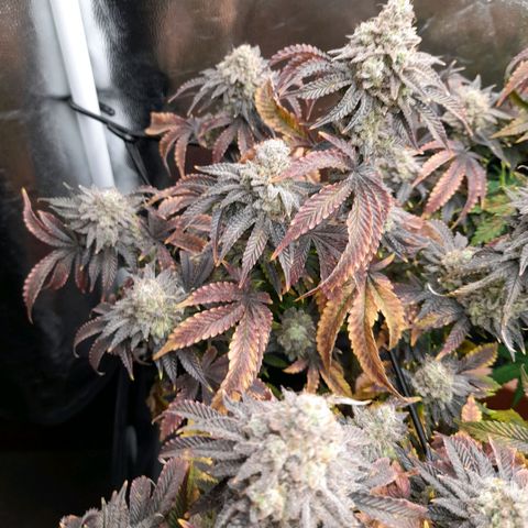 Gorilla Sherbet  growlog timeline photo