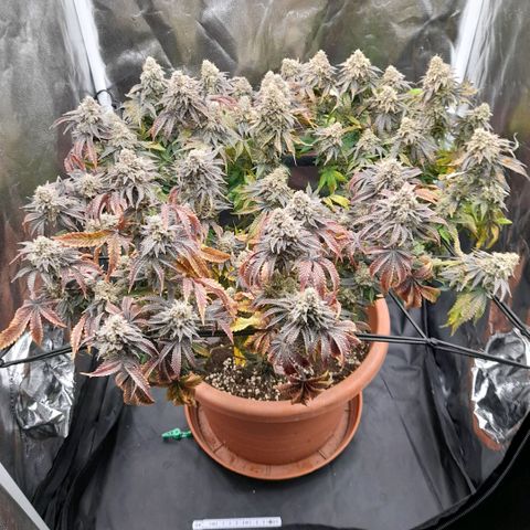Gorilla Sherbet  growlog timeline photo