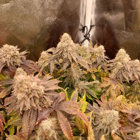 Gorilla Sherbet  growlog timeline photo