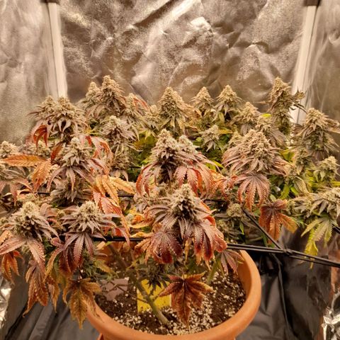 Gorilla Sherbet  growlog timeline photo