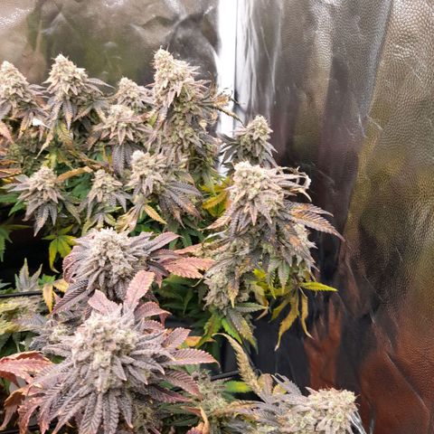 Gorilla Sherbet  growlog timeline photo