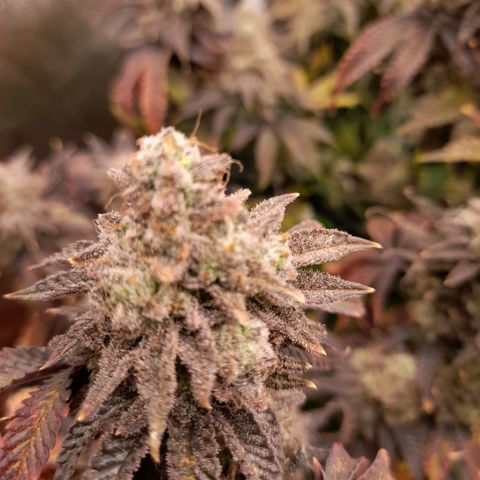 Gorilla Sherbet  growlog timeline photo