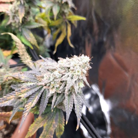 Gorilla Sherbet  growlog timeline photo