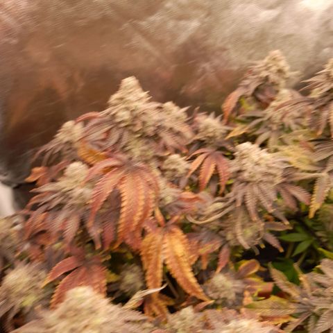 Gorilla Sherbet  growlog timeline photo