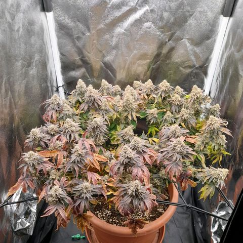 Gorilla Sherbet  growlog timeline photo